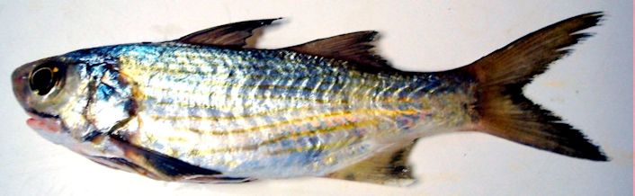 Galeoides decadactylus_003